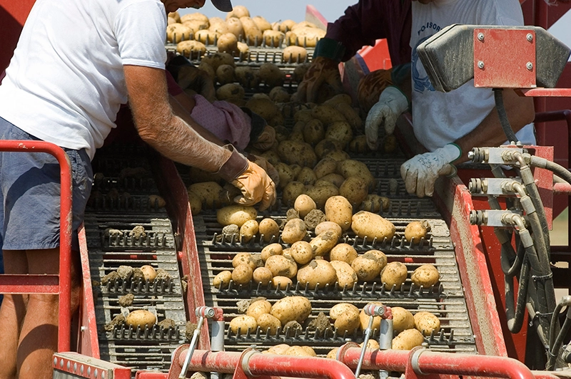 Two people looking at potatoes on a conveyor belt.