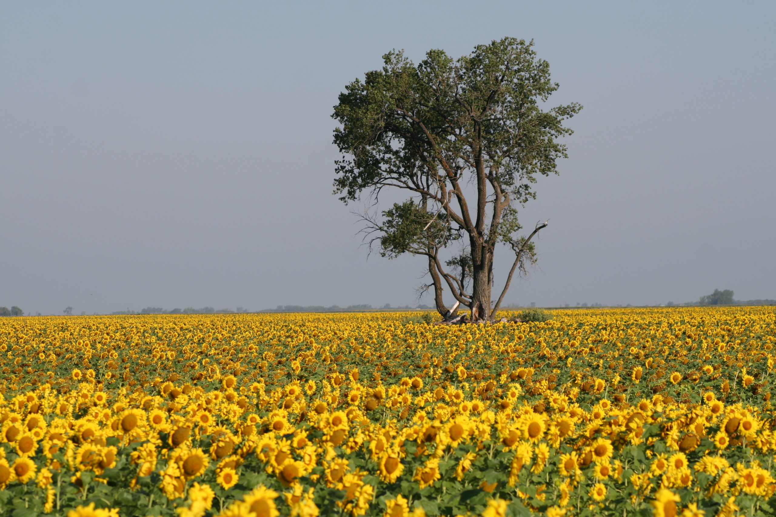 A stretching field full of flowers and a stand alone tree in Grand Forks
